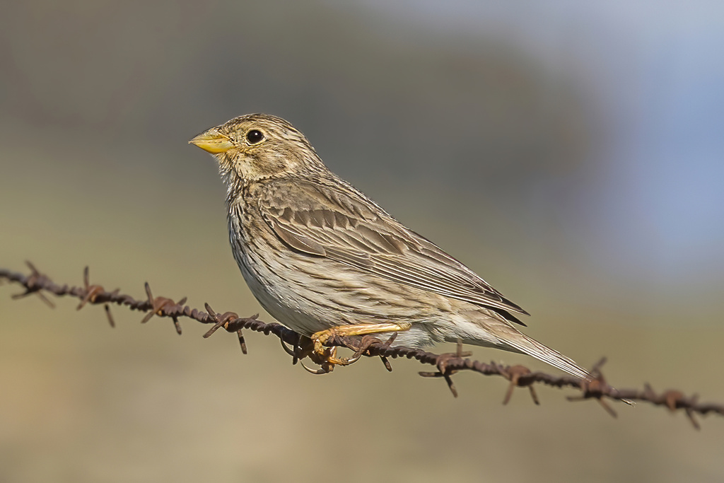 Corn Bunting photo
