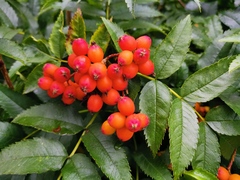 Sorbus sambucifolia