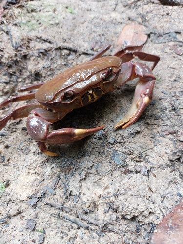 Supraguinea rubigimanus