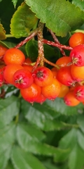 Sorbus sambucifolia