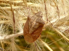 Thyanta pallidovirens