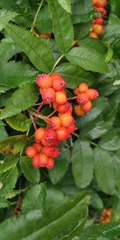 Sorbus sambucifolia
