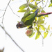 Venezuelan Parakeet - Photo (c) Oswaldo Hernández, some rights reserved (CC BY-NC), uploaded by Oswaldo Hernández