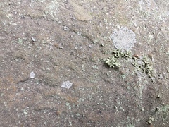 Ramalina labiosorediata