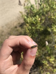 Typocerus sparsus