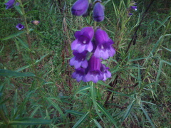 Penstemon gentianoides