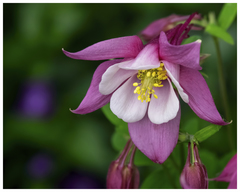 Aquilegia dumeticola