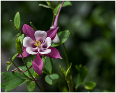 Aquilegia dumeticola
