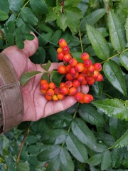 Sorbus sambucifolia