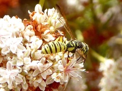 Eucerceris provancheri
