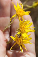 Senecio flaccidus douglasii