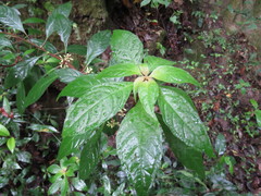 Hoffmannia cuneatissima