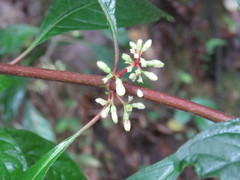 Hoffmannia cuneatissima