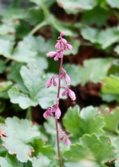 Heuchera pulchella