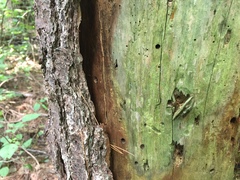 Chaenotheca brunneola