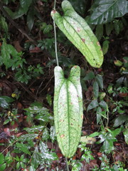 Smilax aristolochiifolia