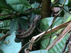 Stenocercus iridescens