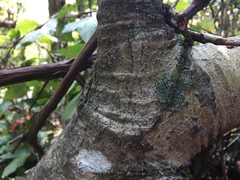 Phaeophyscia ciliata