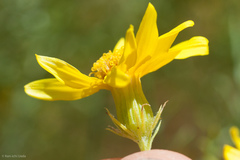 Senecio flaccidus douglasii
