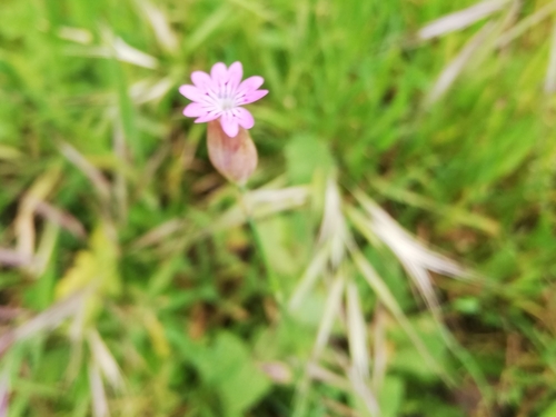 Petrorhagia nanteuilii iNat (2)