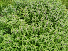 Mentha canadensis