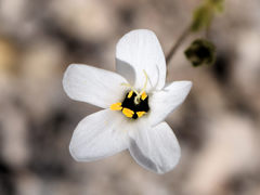 Leptosiphon chrysanthus decorus