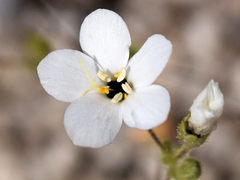 Leptosiphon chrysanthus decorus