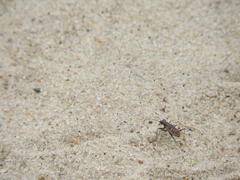 Ellipsoptera marginata