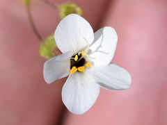 Leptosiphon chrysanthus decorus