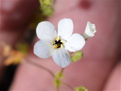 Leptosiphon chrysanthus decorus