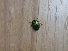 Calligrapha pantherina