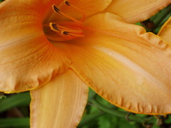 Hemerocallis