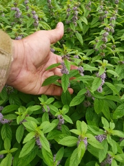 Mentha canadensis