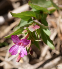 Epilobium glaberrimum