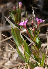 Epilobium glaberrimum