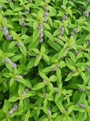 Mentha canadensis