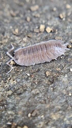 Common rough woodlouse