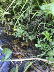 Erythranthe michiganensis