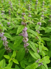 Mentha canadensis