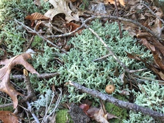 Cladonia caroliniana