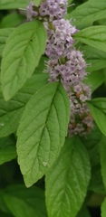 Mentha canadensis