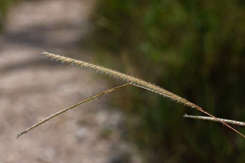Paspalum carinatum