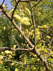Maclura pomifera
