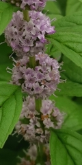 Mentha canadensis