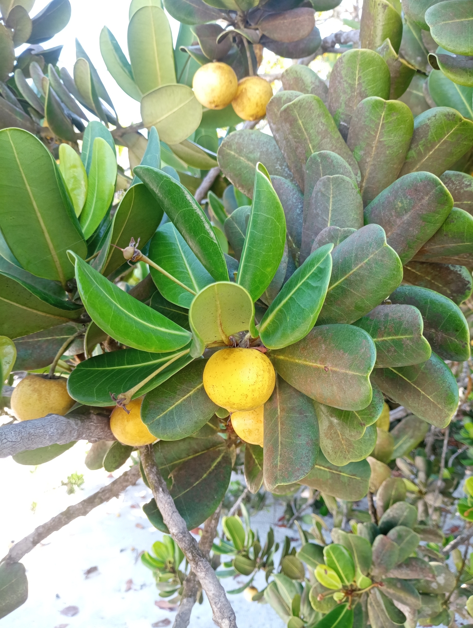 Imagem de Abricó-de-praia