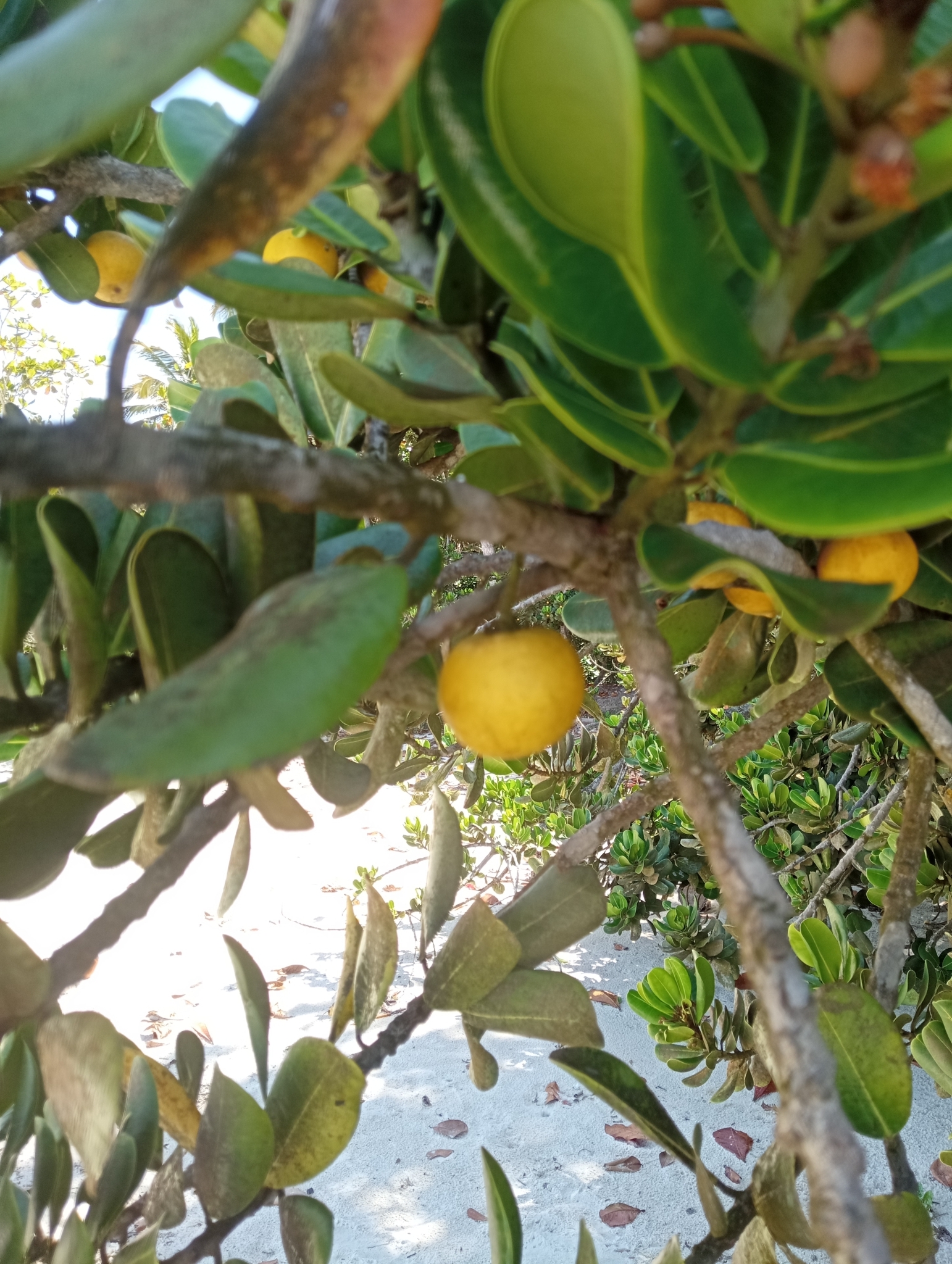 Imagem de Abricó-de-praia