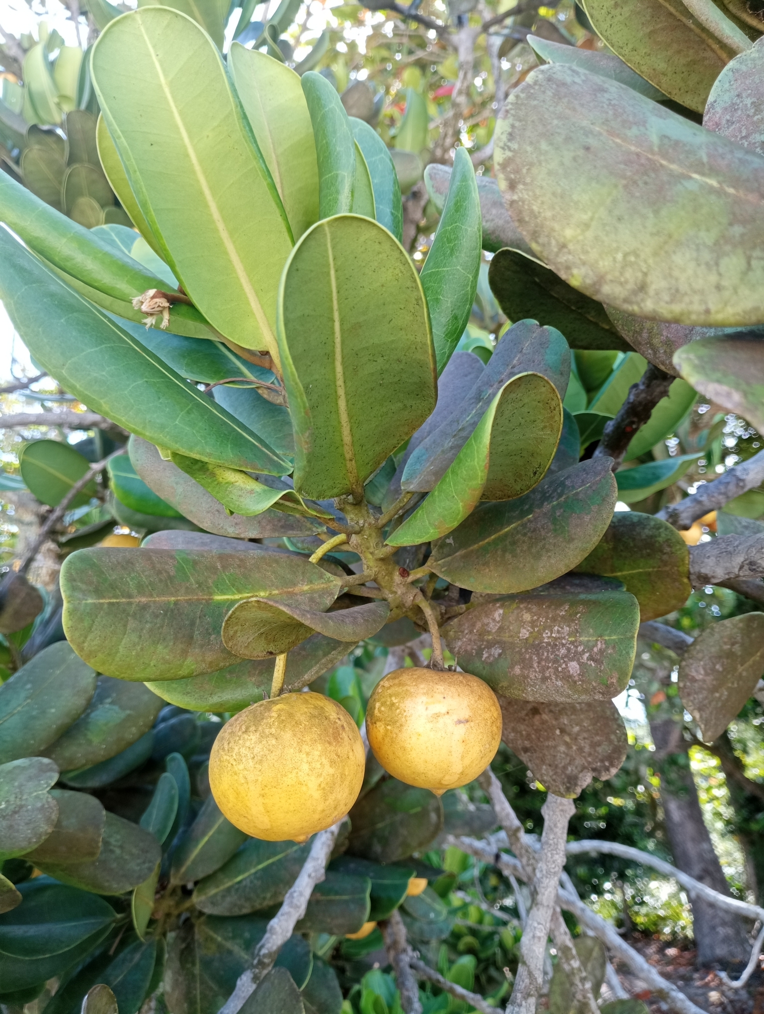 Imagem de Abricó-de-praia