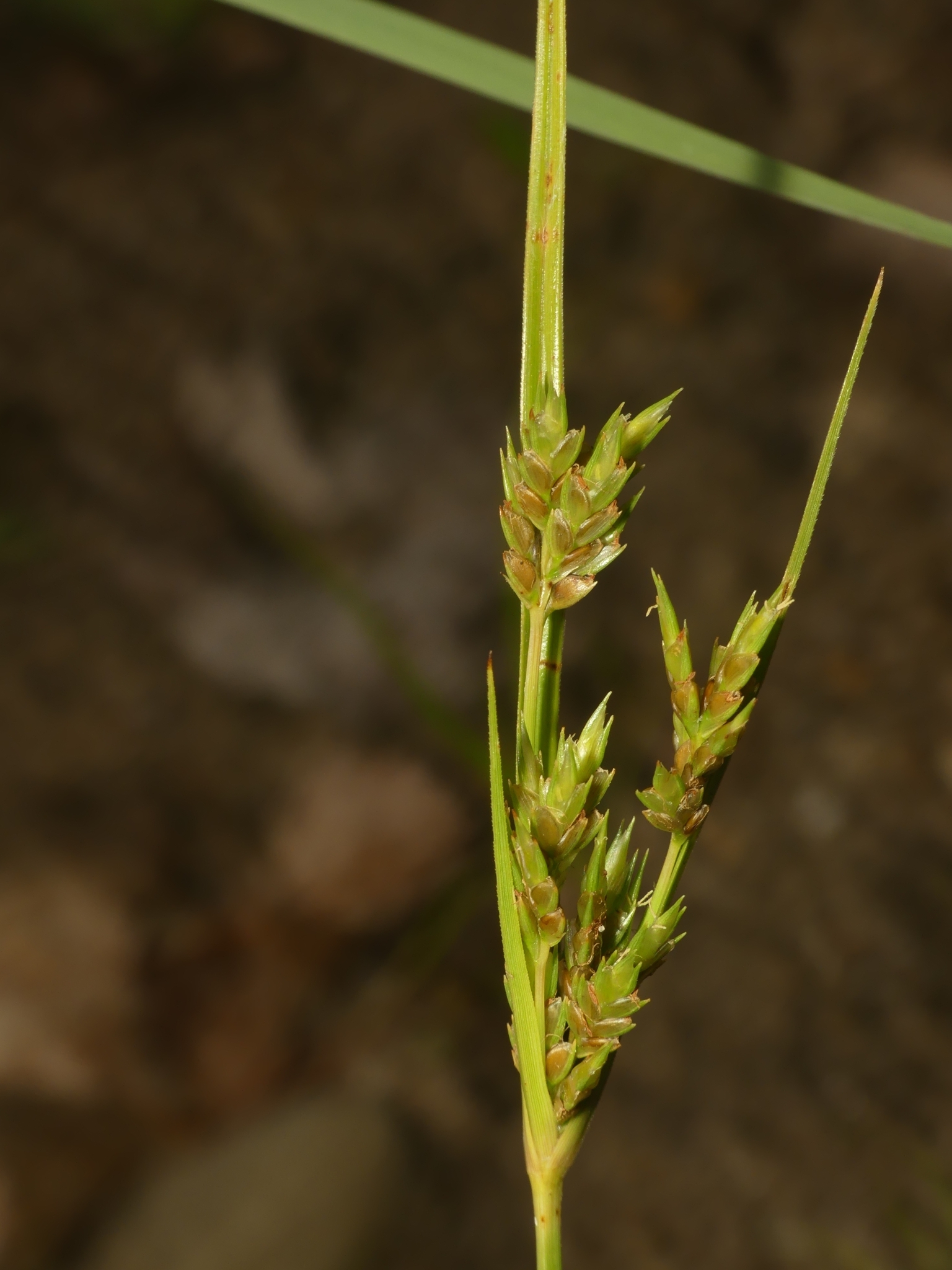 Cyperus schweinitzii