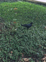 Corvus brachyrhynchos