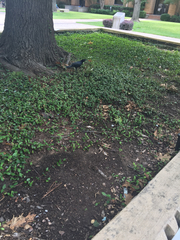 Corvus brachyrhynchos